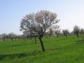 Landschaft, Flora und Fauna auf Mallorca